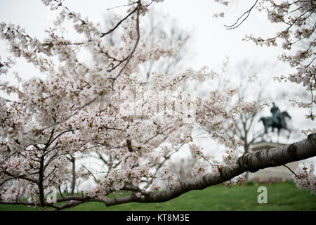 Fleurs d'un cerisier près de la Kearny monument au cimetière national d'Arlington, le 9 avril 2015 à Arlington, Va., commémorant le Cimetière National d'Arlington, du 150e anniversaire le paysage historique a été établi comme le Cimetière National d'Arlington Memorial Arboretum. L'Arboretum est un mémorial vivant de ceux qui ont servi notre pays et relie les visiteurs de la riche tapisserie de l'histoire vivante du cimetière et la beauté naturelle. Plus de 8600 arbres de 300 variétés composent la collection diversifiée. (U.S. Photo de l'armée par Rachel Larue/libérés) Banque D'Images