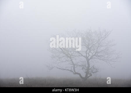 Cannock Chase, West Midlands, Royaume-Uni. Dec 22, 2017. Les températures fraîches aujourd'hui le vendredi 22 décembre que les Midlands est couvert dans un brouillard épais. Une faible visibilité est présent sur Cannock Chase dans certaines régions, mais dans d'autres, il a commencé à se soulever. Crédit : Daniel James Armishaw/Alamy Live News Banque D'Images