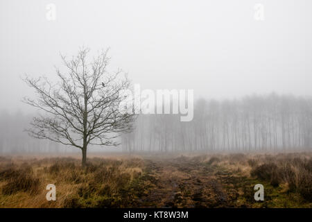 Cannock Chase, West Midlands, Royaume-Uni. Dec 22, 2017. Les températures fraîches aujourd'hui le vendredi 22 décembre que les Midlands est couvert dans un brouillard épais. Une faible visibilité est présent sur Cannock Chase dans certaines régions, mais dans d'autres, il a commencé à se soulever. Crédit : Daniel James Armishaw/Alamy Live News Banque D'Images