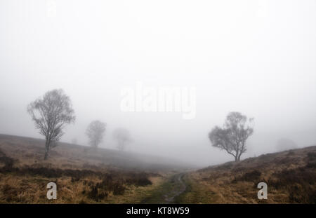 Cannock Chase, West Midlands, Royaume-Uni. Dec 22, 2017. Les températures fraîches aujourd'hui le vendredi 22 décembre que les Midlands est couvert dans un brouillard épais. Une faible visibilité est présent sur Cannock Chase dans certaines régions, mais dans d'autres, il a commencé à se soulever. Crédit : Daniel James Armishaw/Alamy Live News Banque D'Images