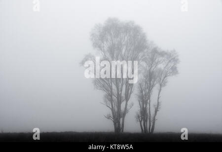 Cannock Chase, West Midlands, Royaume-Uni. Dec 22, 2017. Les températures fraîches aujourd'hui le vendredi 22 décembre que les Midlands est couvert dans un brouillard épais. Une faible visibilité est présent sur Cannock Chase dans certaines régions, mais dans d'autres, il a commencé à se soulever. Crédit : Daniel James Armishaw/Alamy Live News Banque D'Images