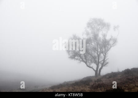 Cannock Chase, West Midlands, Royaume-Uni. Dec 22, 2017. Les températures fraîches aujourd'hui le vendredi 22 décembre que les Midlands est couvert dans un brouillard épais. Une faible visibilité est présent sur Cannock Chase dans certaines régions, mais dans d'autres, il a commencé à se soulever. Crédit : Daniel James Armishaw/Alamy Live News Banque D'Images