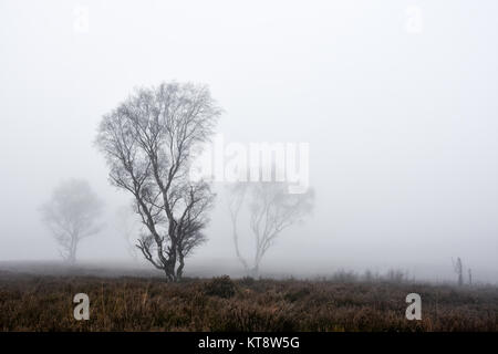 Cannock Chase, West Midlands, Royaume-Uni. Dec 22, 2017. Les températures fraîches aujourd'hui le vendredi 22 décembre que les Midlands est couvert dans un brouillard épais. Une faible visibilité est présent sur Cannock Chase dans certaines régions, mais dans d'autres, il a commencé à se soulever. Crédit : Daniel James Armishaw/Alamy Live News Banque D'Images