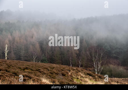 Cannock Chase, West Midlands, Royaume-Uni. Dec 22, 2017. Les températures fraîches aujourd'hui le vendredi 22 décembre que les Midlands est couvert dans un brouillard épais. Une faible visibilité est présent sur Cannock Chase dans certaines régions, mais dans d'autres, il a commencé à se soulever. Crédit : Daniel James Armishaw/Alamy Live News Banque D'Images