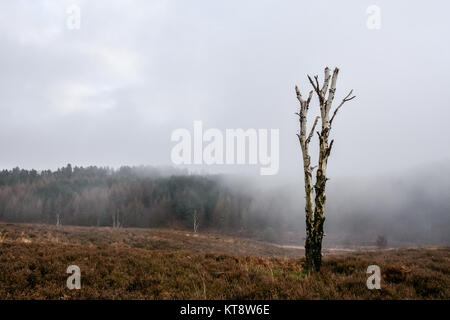 Cannock Chase, West Midlands, Royaume-Uni. Dec 22, 2017. Les températures fraîches aujourd'hui le vendredi 22 décembre que les Midlands est couvert dans un brouillard épais. Une faible visibilité est présent sur Cannock Chase dans certaines régions, mais dans d'autres, il a commencé à se soulever. Crédit : Daniel James Armishaw/Alamy Live News Banque D'Images