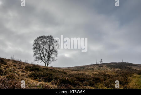 Cannock Chase, West Midlands, Royaume-Uni. Dec 22, 2017. Les températures fraîches aujourd'hui le vendredi 22 décembre que les Midlands est couvert dans un brouillard épais. Une faible visibilité est présent sur Cannock Chase dans certaines régions, mais dans d'autres, il a commencé à se soulever. Crédit : Daniel James Armishaw/Alamy Live News Banque D'Images