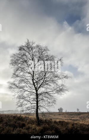 Cannock Chase, West Midlands, Royaume-Uni. Dec 22, 2017. Les températures fraîches aujourd'hui le vendredi 22 décembre que les Midlands est couvert dans un brouillard épais. Une faible visibilité est présent sur Cannock Chase dans certaines régions, mais dans d'autres, il a commencé à se soulever. Crédit : Daniel James Armishaw/Alamy Live News Banque D'Images