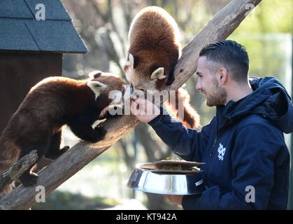 Zagreb, Croatie. 26Th Dec 2017. Pandas rouges profiter de leur nourriture de Noël au zoo de Zagreb, Croatie, le 23 décembre 2017. Credit : Marko Prpic/Xinhua/Alamy Live News Banque D'Images