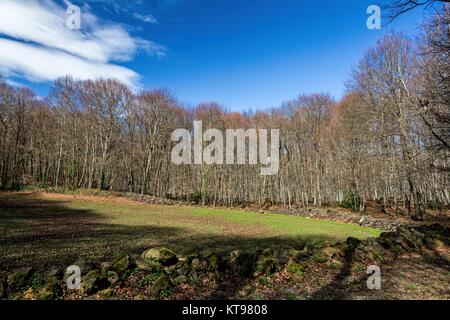 Vue de La Fageda den Jorda, une forêt de hêtres, dans le Parc Naturel de la Zone Volcanique de la Garrotxa, à Olot, Espagne Banque D'Images