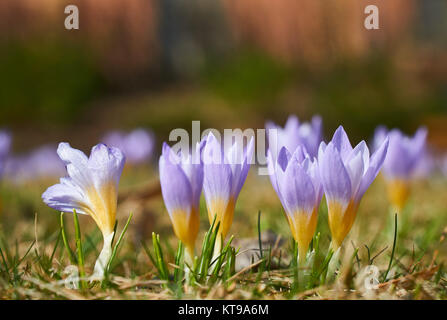 Fleur de crocus en fleurs magenta au printemps avec de l'herbe verte Banque D'Images