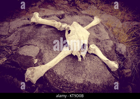 Et les os du crâne de cheval Banque D'Images