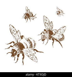 Vector illustration antique gravure de miel abeilles de vol, isol Banque D'Images