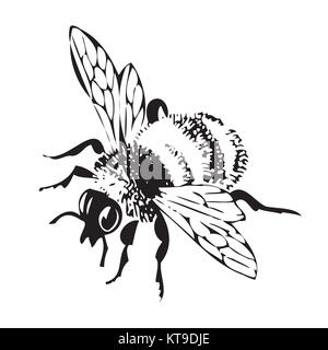 Vector illustration antique gravure de miel flying bee, isola Banque D'Images