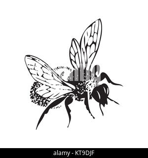 Vector illustration antique gravure de miel flying bee, isola Banque D'Images