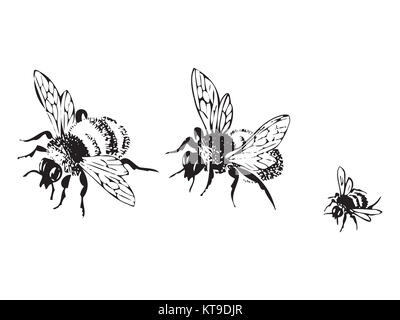 Vector illustration antique gravure de miel abeilles de vol, isol Banque D'Images