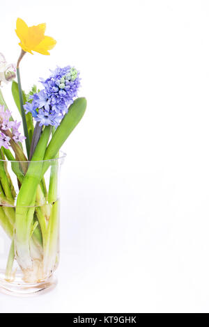 Fleurs de Printemps - jacinthe et narcisse sur fond blanc Banque D'Images