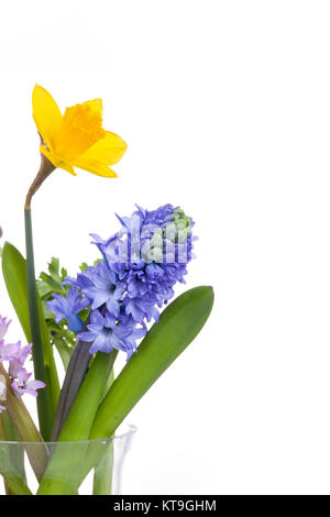 Fleurs de Printemps - jacinthe et narcisse sur fond blanc Banque D'Images