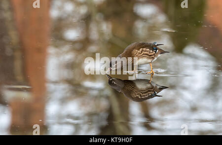 Canard Mandarin femelle et son reflet dans la glace, UK Banque D'Images