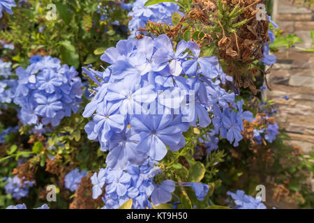 Fleurs bleu plumbago auriculata, Cap-leadwort, blue jasmine Banque D'Images