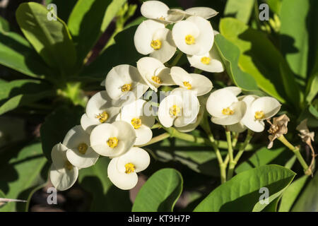 Euphorbia fleurs blanches Banque D'Images