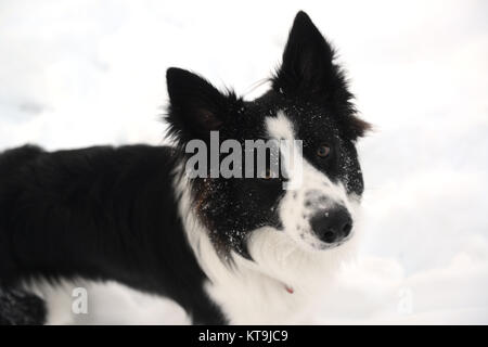 Border Collie chien dans la neige 2017 Banque D'Images