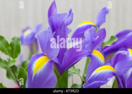 Close up of iris bleu et jaune pétales montrant le détail et ses couleurs vibrantes Banque D'Images