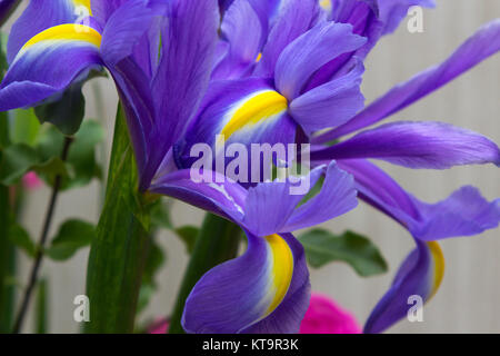 Close up of iris bleu et jaune pétales montrant le détail et ses couleurs vibrantes Banque D'Images