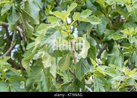 Figuier, Leafs, figues vertes Banque D'Images