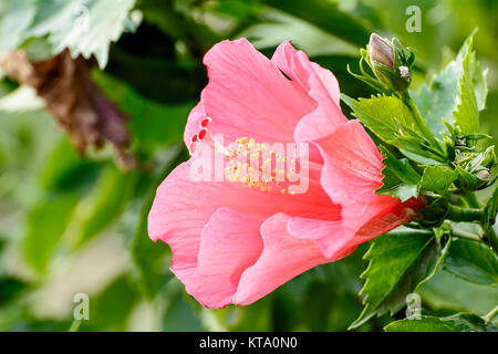 Hibiscus Banque D'Images