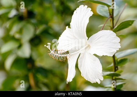 Hibiscus Banque D'Images