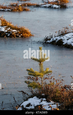 Petites pines sur un marais en hiver Banque D'Images