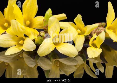 Fleurs de Printemps jaune de Forsythia isolé sur fond noir Banque D'Images