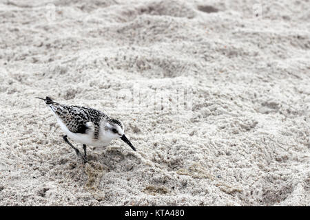 Un jeune oiseau Pluvier neigeux Banque D'Images