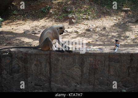 Un Gray Langur monkey et un Bruant Treepie manger des aliments d'oiseaux sur un mur sur le bord du parc national de Ranthambore, Rajasthan, Inde Banque D'Images