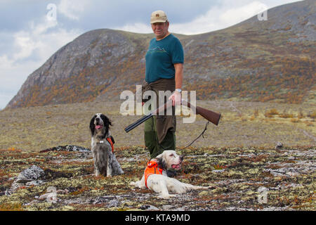 Hunter norvégien avec fusil de chasse et deux Setters Anglais tétras chasse dans la toundra à l'automne, la Norvège Banque D'Images