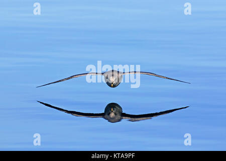 Le fulmar boréal / Arctic Fulmar (Fulmarus glacialis) dark blue morph morph / vol en planeur au-dessus de la mer, Svalbard, Norvège Spitzberg / Banque D'Images