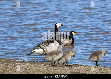 Bernache nonnette (Branta leucopsis) couple avec nourriture oisons sur bord du lac en été, Svalbard, Norvège Spitzberg / Banque D'Images