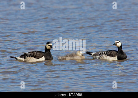 Bernache nonnette (Branta leucopsis) paire avec gosling nager dans le lac en été, Svalbard, Norvège Spitzberg / Banque D'Images