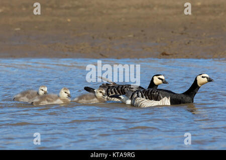 Bernache nonnette (Branta leucopsis) paire et oisons nager dans le lac en été Banque D'Images