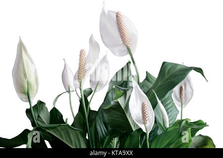 Belles fleurs blanches et de feuilles vertes Spathiphyllum tropical flower sur un fond blanc. Banque D'Images