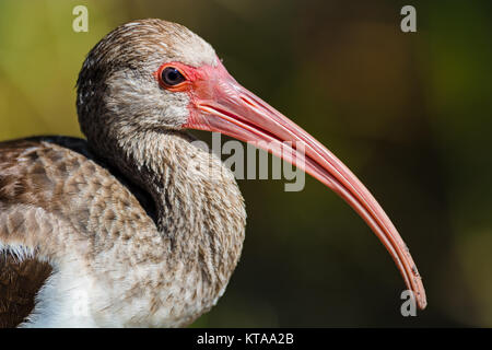 Juvenile Ibis blanc (Eudocimus albus), le Parc National des Everglades, en Floride Banque D'Images