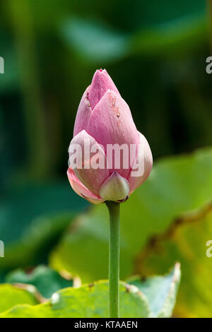 Les fleurs de lotus - Anderson Park Botanic Gardens, Townsville Banque D'Images