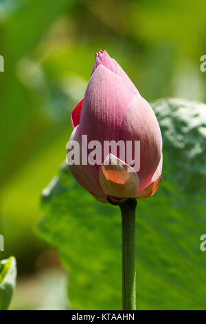 Les fleurs de lotus - Anderson Park Botanic Gardens, Townsville Banque D'Images