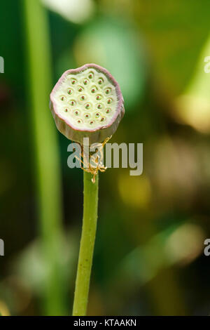 Les fleurs de lotus - Anderson Park Botanic Gardens, Townsville Banque D'Images