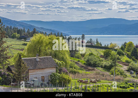 Cabine de Homestead et verger Lac Okanagan Kelowna Colombie-Britannique Canada un jour d'été Banque D'Images