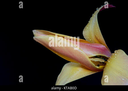 Les tulipes (Tulipa) forment un genre de plantes herbacées vivaces en fleurs à ressort liliacée vivace bulbifère géophytes Les fleurs sont habituellement de grande taille, aux couleurs vives et voyantes. Banque D'Images