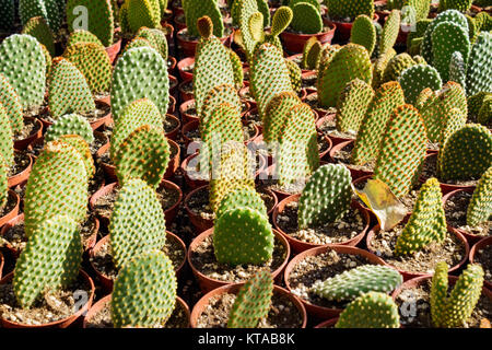 En pépinière, plantation de cactus Opuntia microdasys close up Banque D'Images