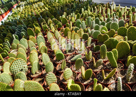 En pépinière, plantation de cactus Opuntia microdasys Banque D'Images