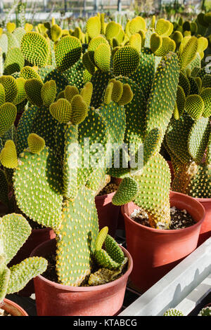 En pépinière, plantation de cactus Opuntia microdasys close up Banque D'Images