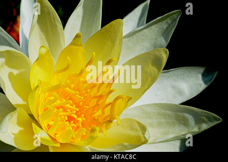 Water Lily est un genre de hardy et tendres des plantes aquatiques de la famille des Nymphaeaceae. Banque D'Images